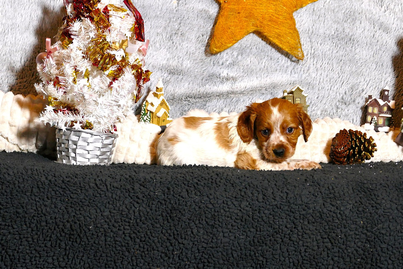 Du Bois Aux Paons - Chiots disponibles - Epagneul Breton