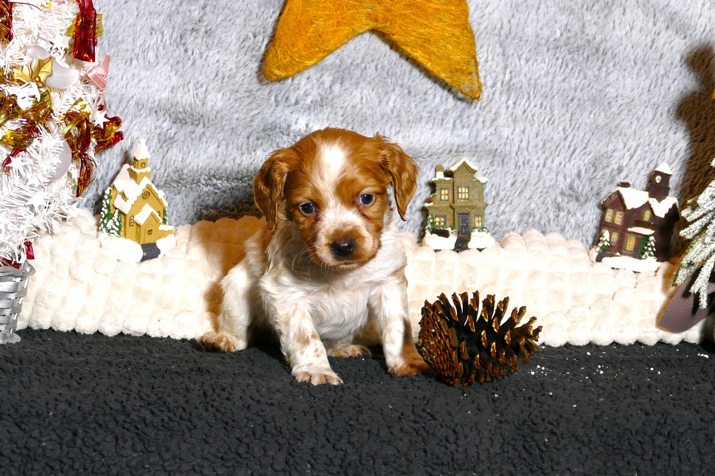 Du Bois Aux Paons - Chiots disponibles - Epagneul Breton