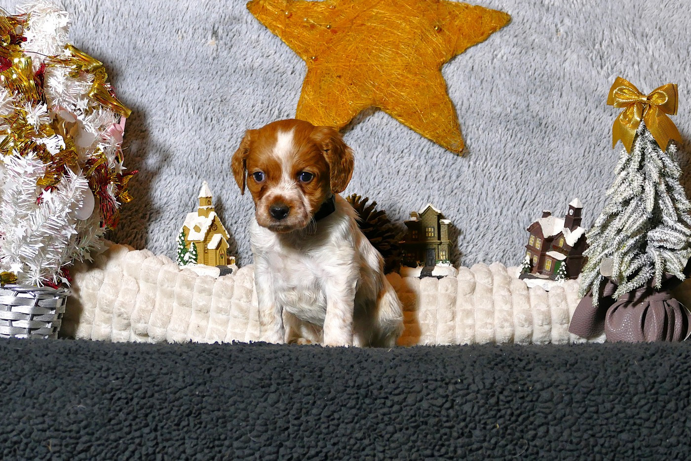 Du Bois Aux Paons - Chiots disponibles - Epagneul Breton