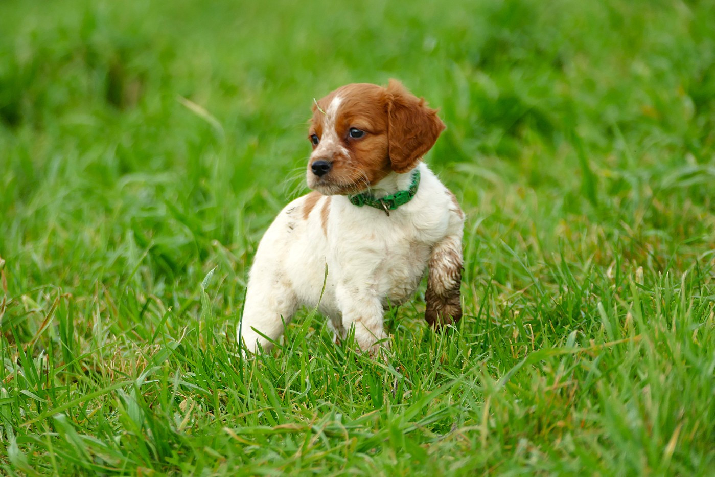 Du Bois Aux Paons - Chiots disponibles - Epagneul Breton