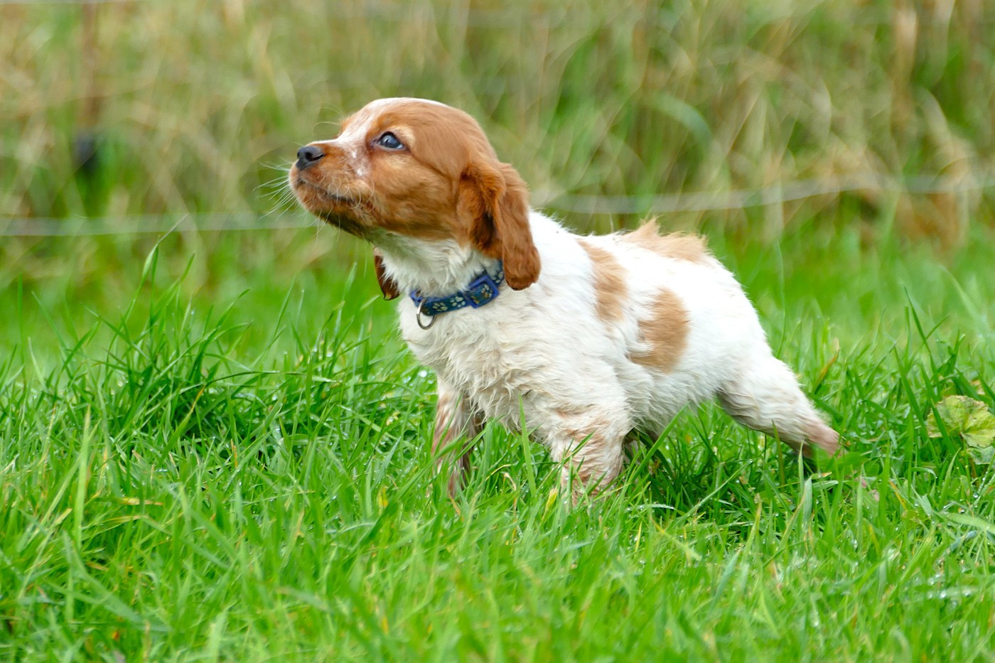 Du Bois Aux Paons - Chiots disponibles - Epagneul Breton