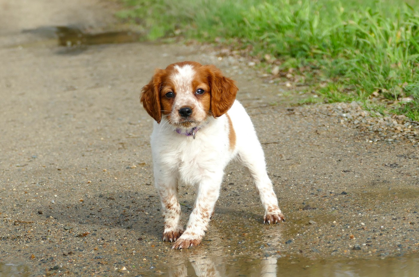 Du Bois Aux Paons - Chiots disponibles - Epagneul Breton