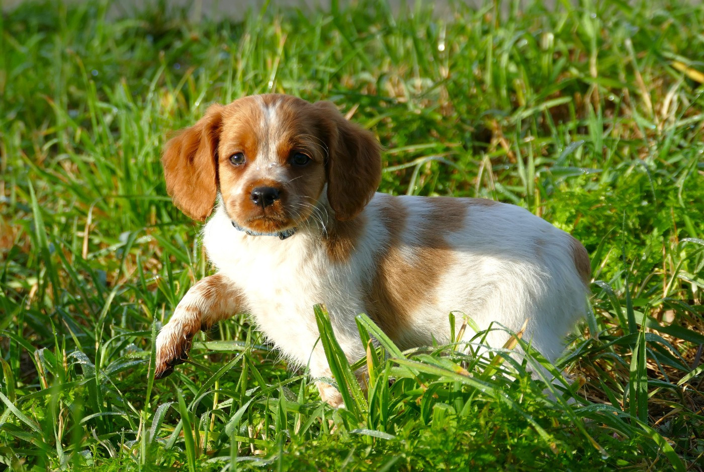 Du Bois Aux Paons - Chiots disponibles - Epagneul Breton
