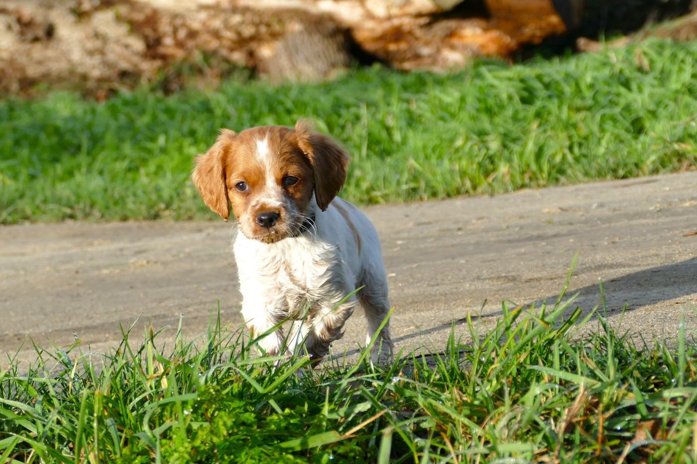 Du Bois Aux Paons - Chiots disponibles - Epagneul Breton