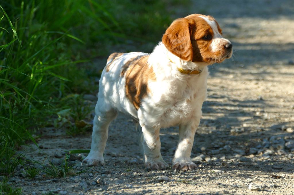 Du Bois Aux Paons - Chiots disponibles - Epagneul Breton